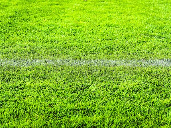 Een blik op het gras van een voetbalveld