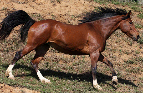 Glanzende vacht van een paard